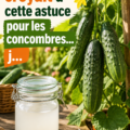Concombre frais coupé en tranches pour une lunchbox enfant